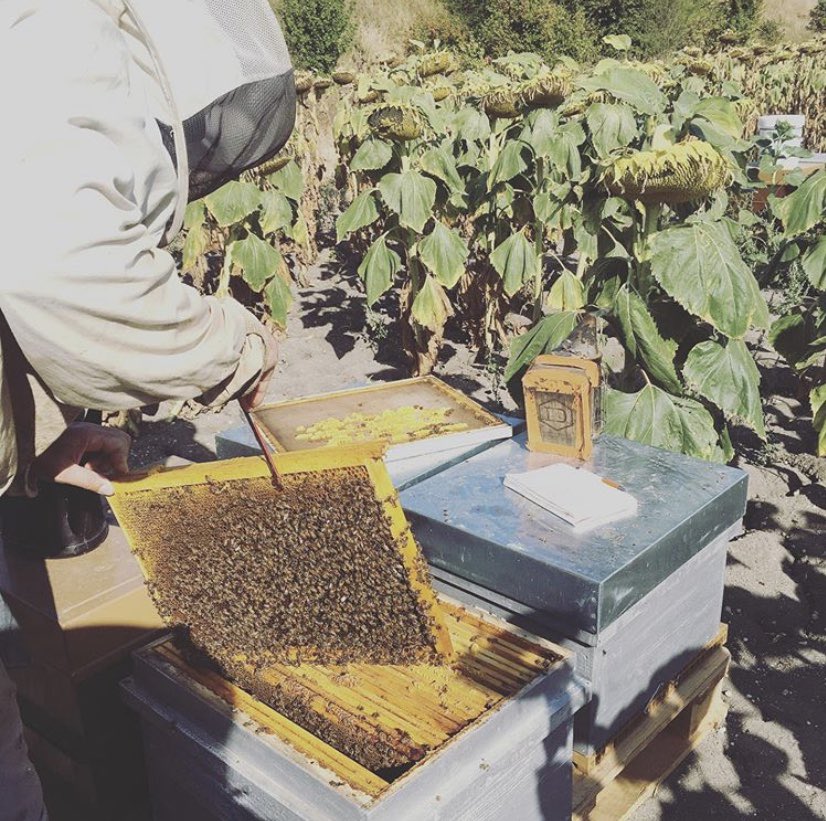 INFO WEEK-END #YOGA DU 9 AU 11 OCTOBRE 
🐝Bee Api !
Nous irons découvrir le métier de Félix, #apiculteur 🙏🏻 
Odile nous expliquera comment utiliser les produits de la ruche (#pollen, #propolis, #geléeroyale) pour rester en bonne santé.
#beehappy