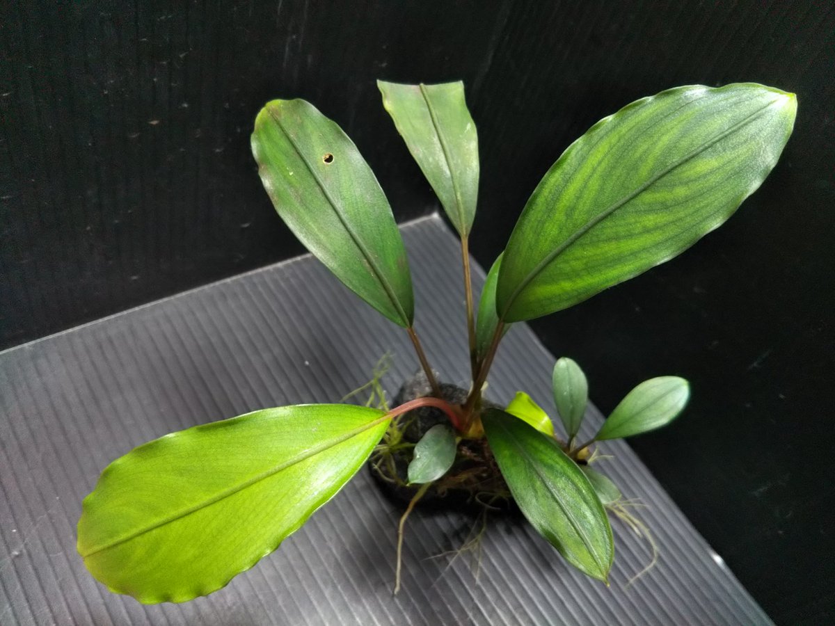 Bucephalandra sp Ngabang Kab Landak TB便 2018年5月入荷 ブセリウム1