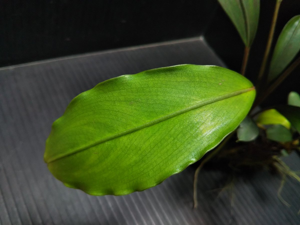 Bucephalandra sp Ngabang Kab Landak TB便 2018年5月入荷 ブセリウム1