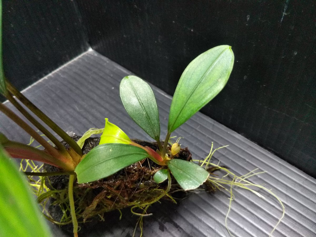 Bucephalandra sp Ngabang Kab Landak TB便 2018年5月入荷 ブセリウム1