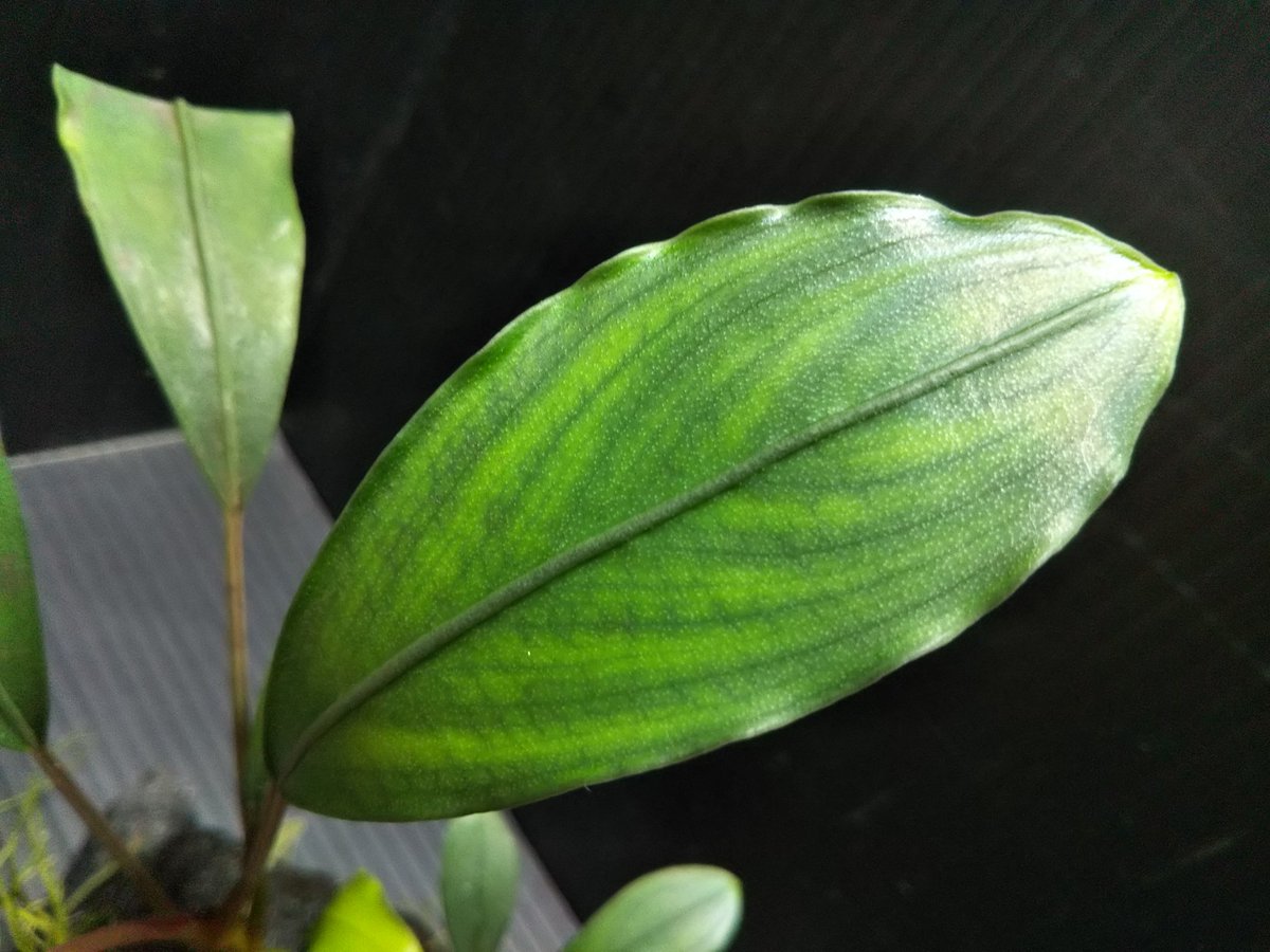 Bucephalandra sp Ngabang Kab Landak TB便 2018年5月入荷 ブセリウム1