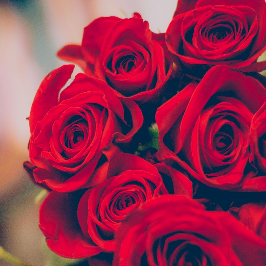Bloemify's tweet photo. Wij zijn voor ons nieuwe platform op zoek naar bloemisten en kwekers van #bloemen, #planten, #groente en #fruit. #bloemify #buyflowersnottoiletpaper #flowers4oxygen #flowersboostchallenge https://t.co/JndTt7Bv9Q