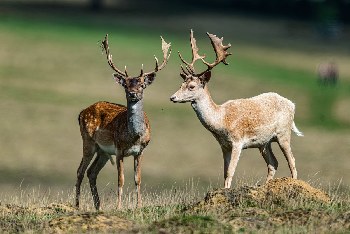 Second trip out for deer 3 hour walk with big 600mm F4 lens But got some good one @Natures_Voice @WildlifeMag @IoloWilliams2 @EspenHelland7 @SimonWPhotos @paulmiguelphoto