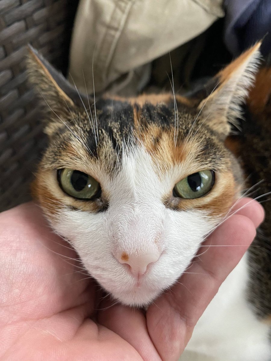 MeowMoeDotCom's tweet photo. #Tela has the #Sweetest little #Beauty mark/face
 
#Cats #Cat #Kittens #Kitten #Kitty #Pets #Pet #Meow #Moe #CuteCats #CuteCat #CuteKittens #CuteKitten #MeowMoe #Markface
 
https://t.co/91qZvs0sW0 https://t.co/wxudlJtYJK