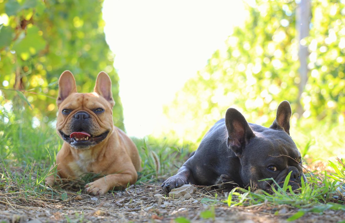 We love to be parto of Harvest 2020 at <a href="/BuzinelGuest/">Bužinel 🍴🍽🍾🍷</a> 😍🙏🏽🥰
They really bring so much joy and happiness to us so we really enjoy working 😍❤️
#isaandhugo #frenchbulldog