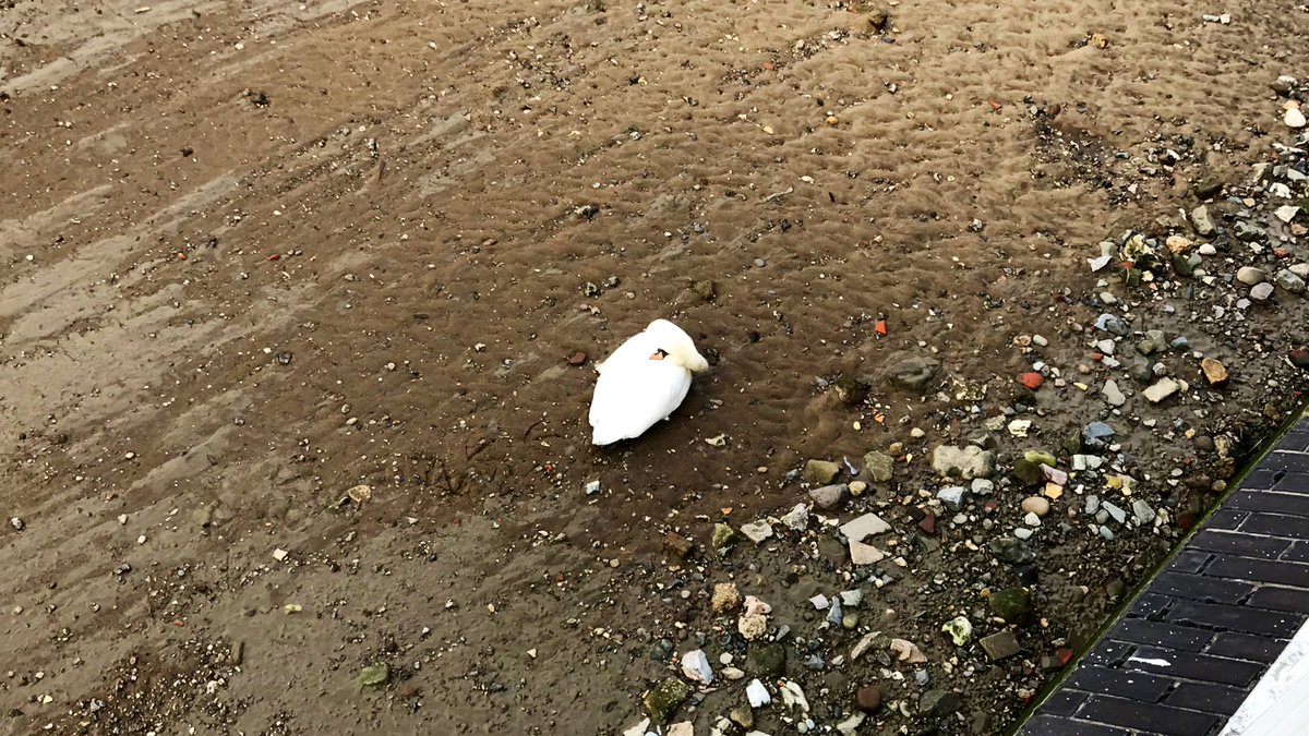 Brief sleepy swan interlude