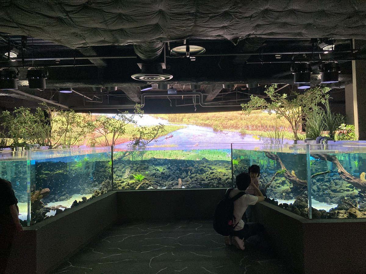 8843_numVer's tweet photo. 地元にできた水族館。アクア属にはお勧め🐠 https://t.co/B2i55D1gDm