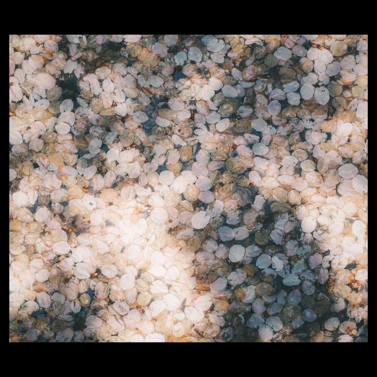 OonoTity's tweet photo. 【 #通り過ぎたなんでもない毎日 】
・
・
・
#なんてことのない写真 #黄色計画 #千葉 #fuji_xseries #galaxynote9 #vscocam #japan #japan_photo_now #写真好き #写真好きな人と繋がりたい #reco_ig #snap #snapshot https://t.co/Jn5AwRtW7t