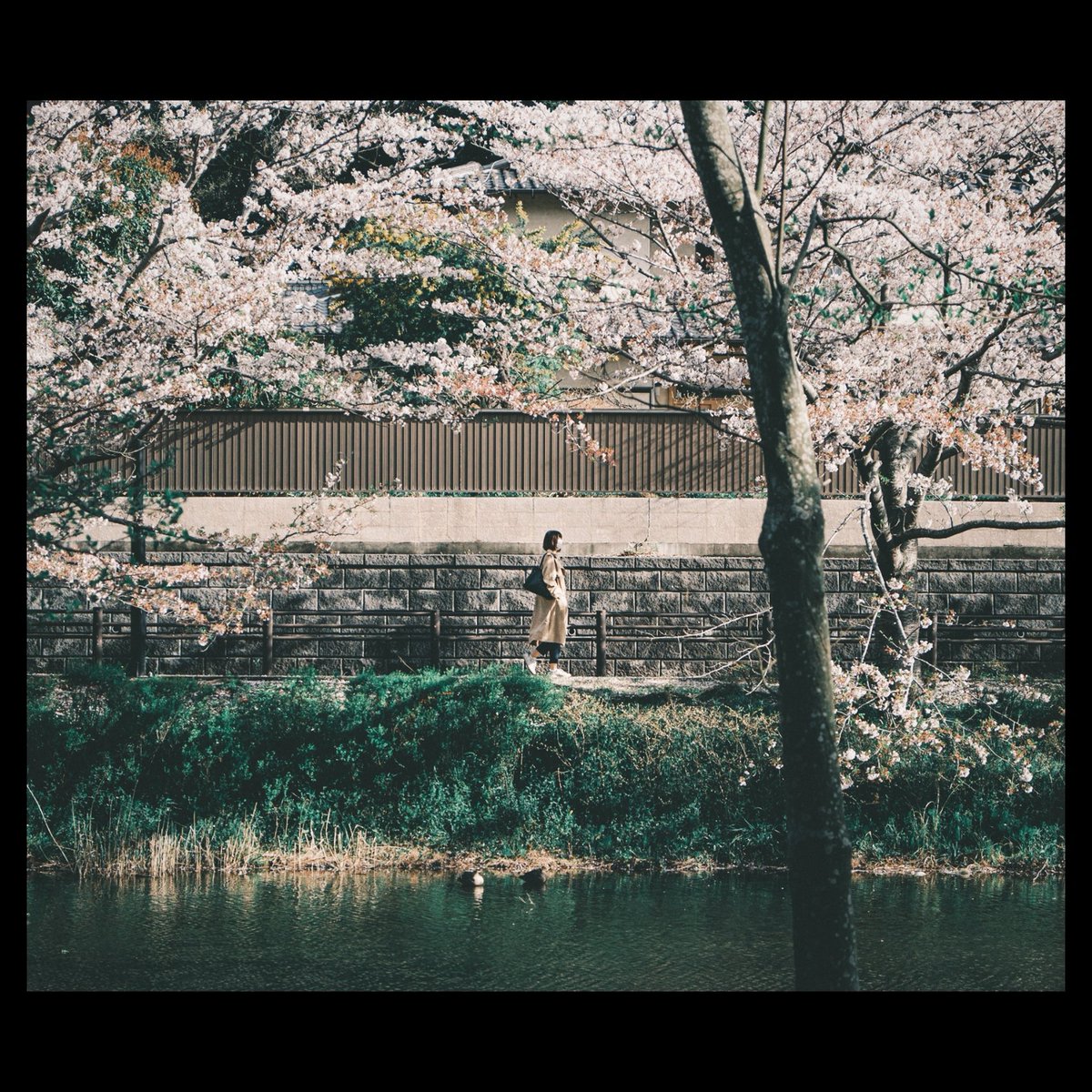OonoTity's tweet photo. 【 #通り過ぎたなんでもない毎日 】
・
・
・
#なんてことのない写真 #黄色計画 #千葉 #fuji_xseries #galaxynote9 #vscocam #japan #japan_photo_now #写真好き #写真好きな人と繋がりたい #reco_ig #snap #snapshot https://t.co/Jn5AwRtW7t