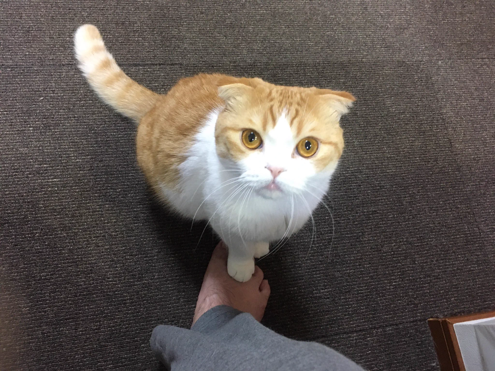 @nyantostos うちもお願いされます（足は踏まれますが‥ 