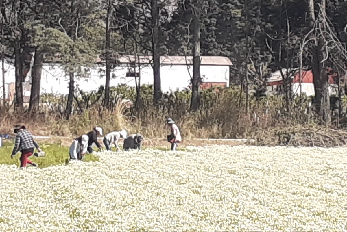 pablopizarrog's tweet photo. #Tarija Es tiempo de cosecha. La fragancia a manzanilla sana. Con calma y paciencia, valores claves de nuestra cultura #chapaca, se recoge el polen mágico. https://t.co/anpPenuPmE