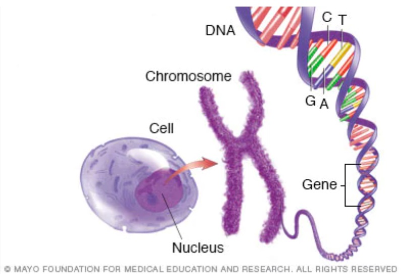 9/n SCIENCE OF HUMAN BODY~37.2 Trillion Cells in Body (200 Types/20 Subtype)~Cell Nucleus contains Packed DNA called Chromosomes. (23 Sets)~DNA compose of CODED information = GENES ~GENES EXPRESS i.e. -TURN ON OR OFF to Produce Different Proteins &Control Cell Functions