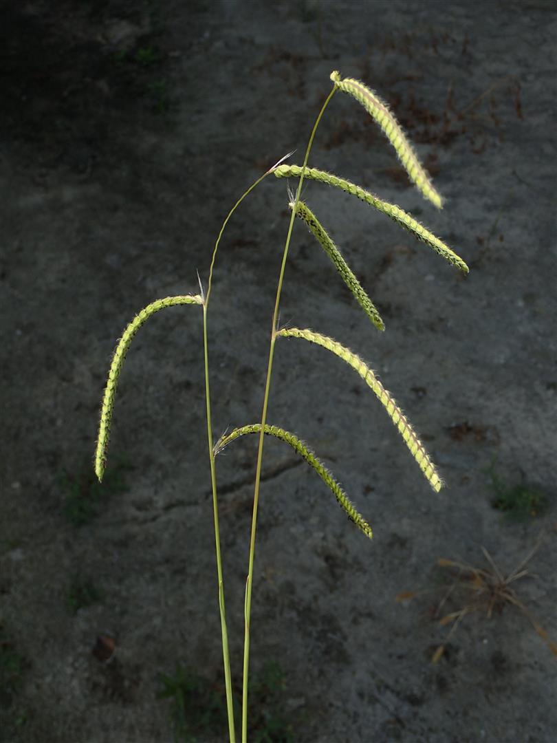 Lots of alien grass genera have their flowers in slender, finger-like inflorescences, and we’ll key these out later, once you’ve mastered the commonest ones.