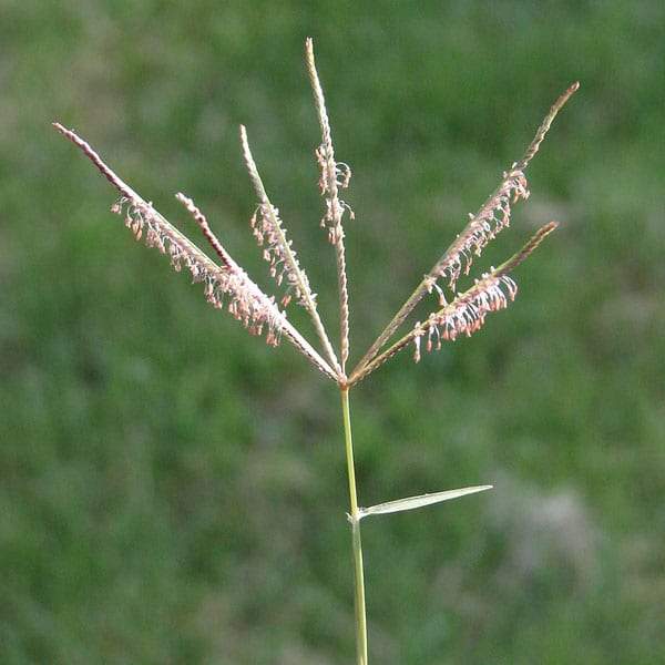 Lots of alien grass genera have their flowers in slender, finger-like inflorescences, and we’ll key these out later, once you’ve mastered the commonest ones.