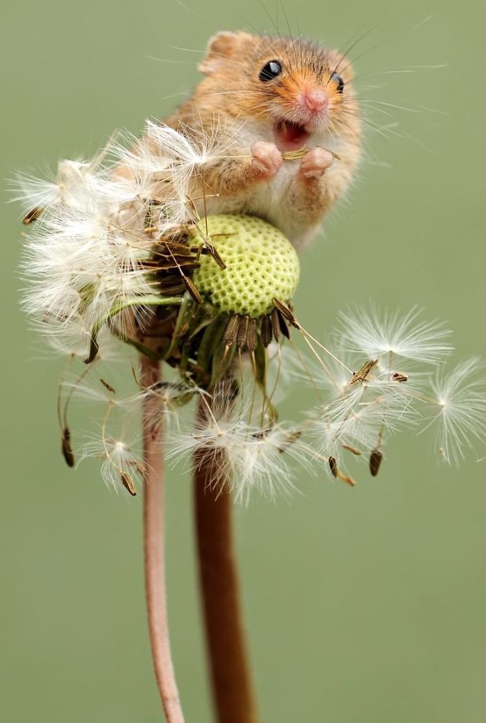 Everybody stop doom scrolling and look at this picture of a field mouse on a dandelion