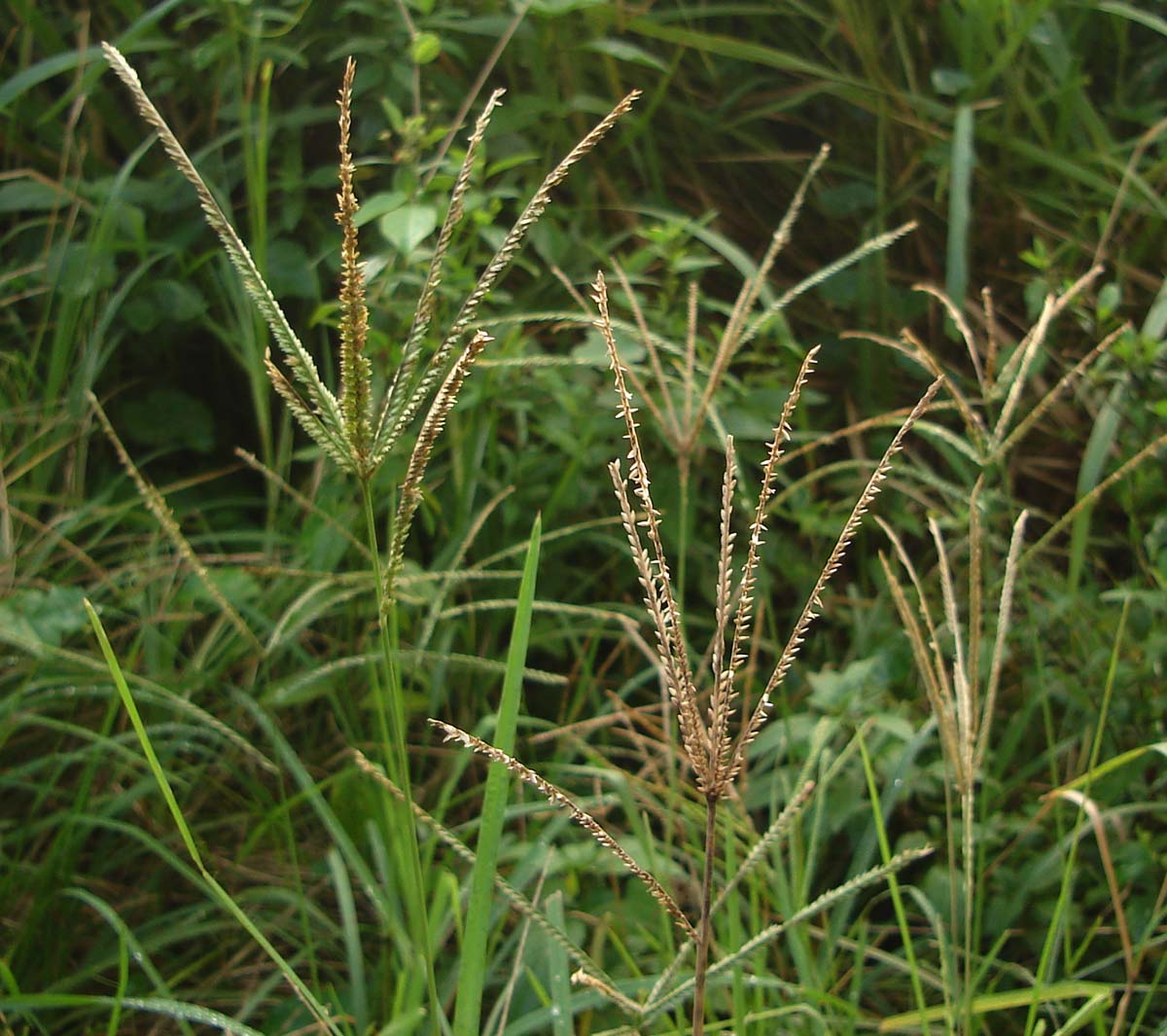 Lots of alien grass genera have their flowers in slender, finger-like inflorescences, and we’ll key these out later, once you’ve mastered the commonest ones.