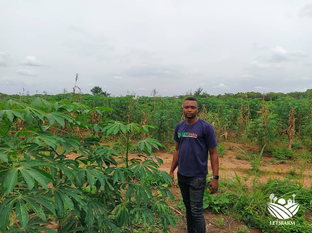 letsfarm_co's tweet photo. We're grateful for the rains!
We're grateful for the germination, growth and development!
#letsfarm #empoweringfarmers #changinglives #foodsecurity #investinginagriculture #letsfarmfish #letsfarmcassavafarm #letsfarmgarri #COVIDー19 https://t.co/ZWLgNSbWb2