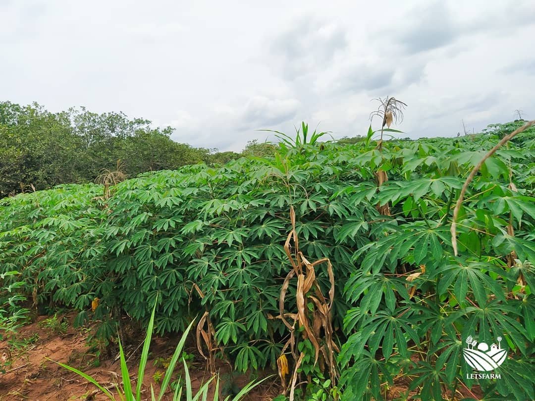 letsfarm_co's tweet photo. We're grateful for the rains!
We're grateful for the germination, growth and development!
#letsfarm #empoweringfarmers #changinglives #foodsecurity #investinginagriculture #letsfarmfish #letsfarmcassavafarm #letsfarmgarri #COVIDー19 https://t.co/ZWLgNSbWb2