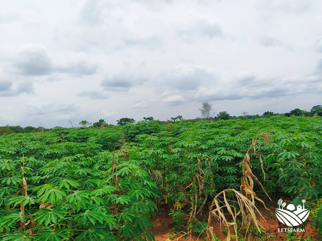 letsfarm_co's tweet photo. We're grateful for the rains!
We're grateful for the germination, growth and development!
#letsfarm #empoweringfarmers #changinglives #foodsecurity #investinginagriculture #letsfarmfish #letsfarmcassavafarm #letsfarmgarri #COVIDー19 https://t.co/ZWLgNSbWb2
