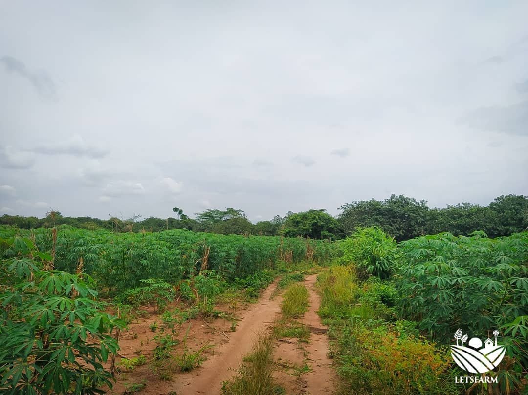 letsfarm_co's tweet photo. We're grateful for the rains!
We're grateful for the germination, growth and development!
#letsfarm #empoweringfarmers #changinglives #foodsecurity #investinginagriculture #letsfarmfish #letsfarmcassavafarm #letsfarmgarri #COVIDー19 https://t.co/ZWLgNSbWb2