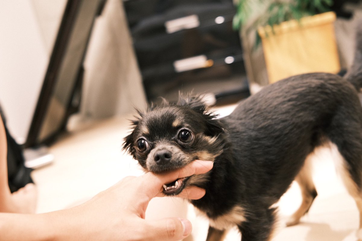 ちくわのベストショット
(<a href="/GARTE_DOG/">ちくわ 【チワワ🐶】</a> )