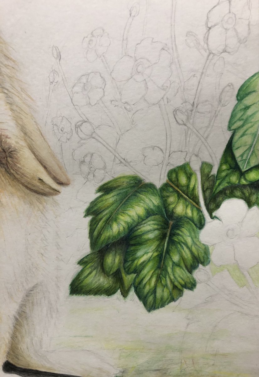 絵画 水彩画 オモダカ Www Saketgroup Com