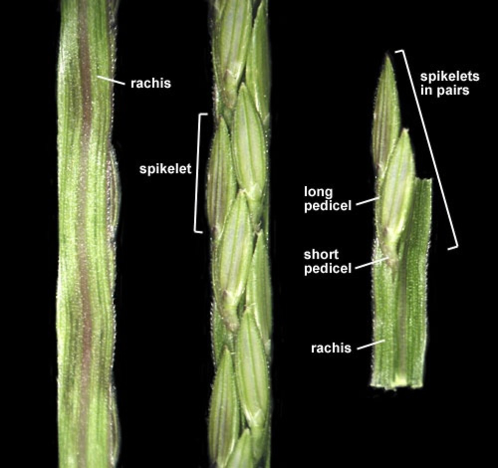 Confirming Hairy Finger-grass (Digitaria sanguinalis) ID is best done at home, because you need to measure the (tiny) spikelets that are pressed closely along the finger (3mm long with scabrid veins on the lemma). The leaf sheaths have long hairs sticking out at 90 degrees.