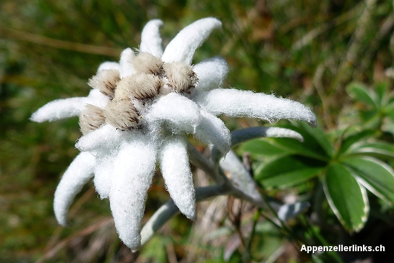 appenzellerlink's tweet photo. Alpstein at its best - Blumen, Gipfel, Seen, Beizen #Enzian #Edelweiss #Bollenwees #Hundstein #Wandern #Alpstein https://t.co/uikaeNYnh1