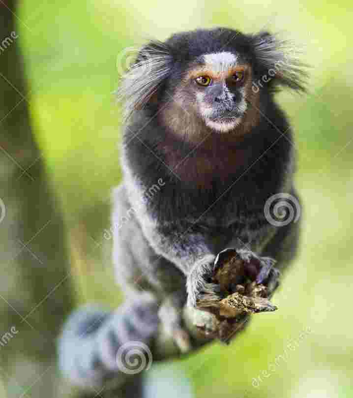 Photo of black-tufted marmoset in the wild in Rio de Janeiro, Brazil, credit: Rodrigolab, Dreamstime.com