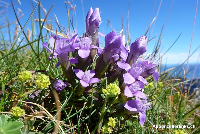 appenzellerlink's tweet photo. Alpstein at its best - Blumen, Gipfel, Seen, Beizen #Enzian #Edelweiss #Bollenwees #Hundstein #Wandern #Alpstein https://t.co/uikaeNYnh1