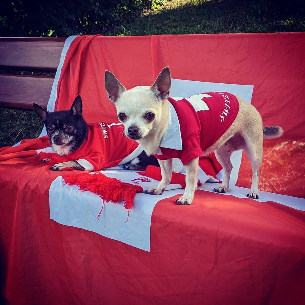 BaslerMeitli's tweet photo. Hopp Schwiiz #SUIGER #nationsleague #uefanationsleague #hoppschwiiz #goboys #swisssupporters #swissfan #schwiizernati #chihuahuasofinstagram #chihuahuaclothes https://t.co/WFYUjURG3g https://t.co/XPKoy6IxR9