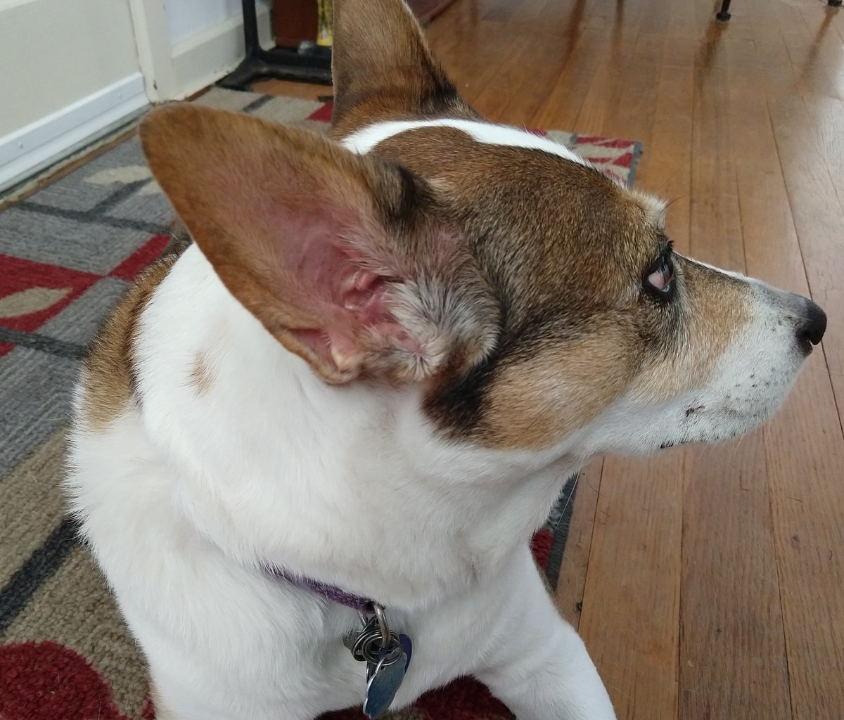  tweet media