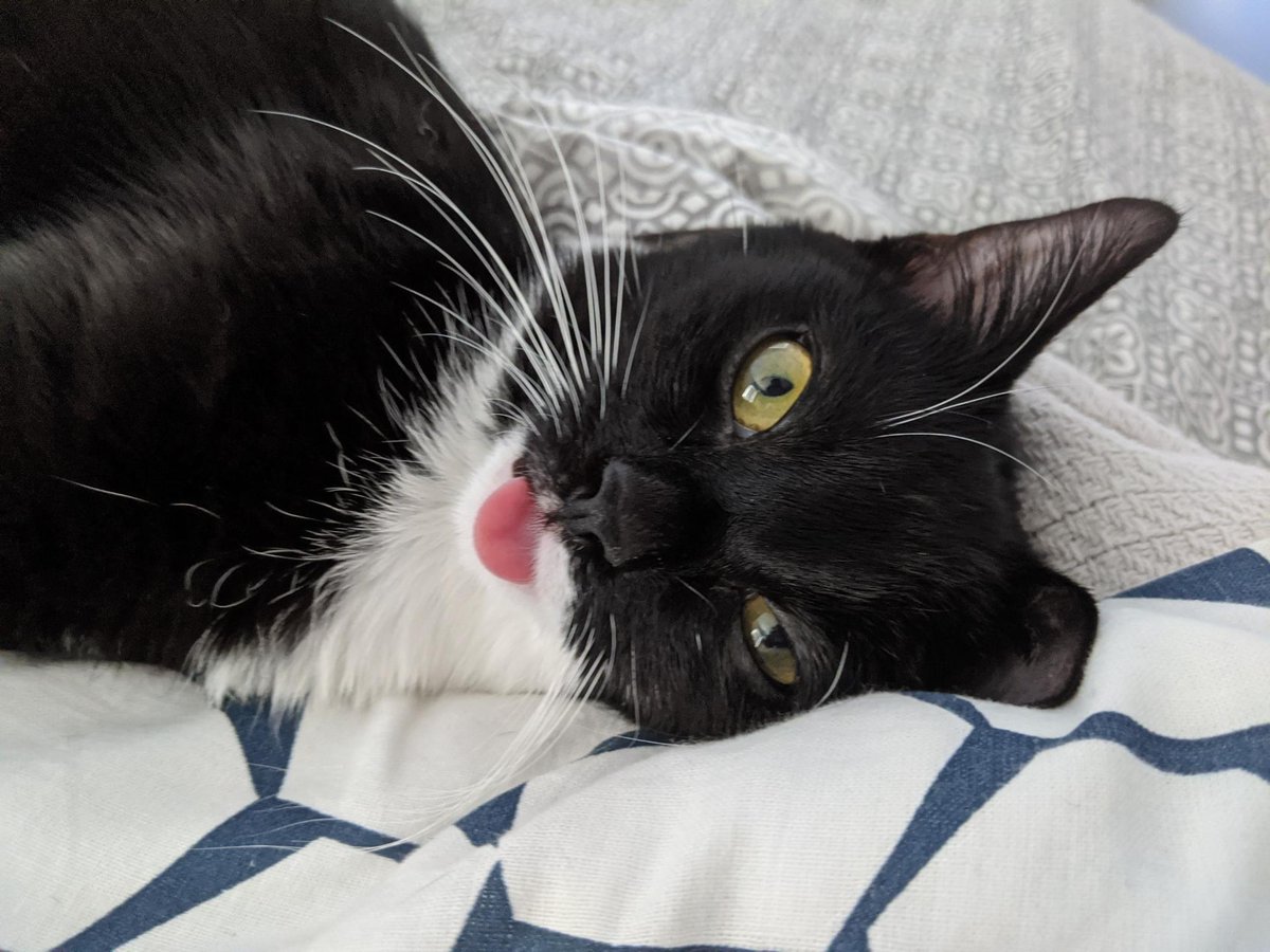 there are two kinds of cats