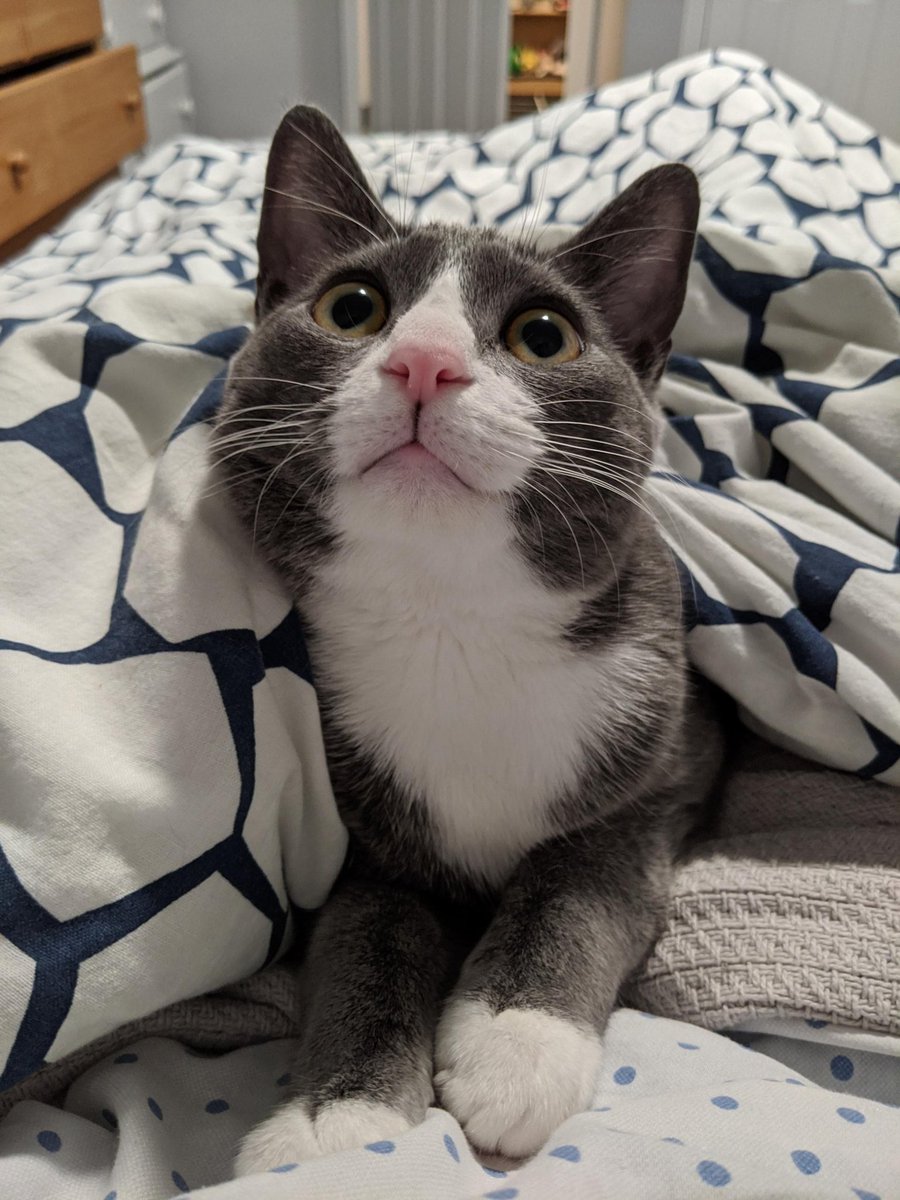 there are two kinds of cats