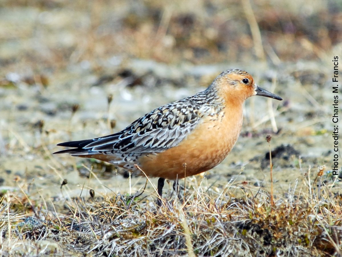 It’s #WorldShoreBirdsDay! These #birds are real athletes and some of them, such as the Red Knot, travel 30,000 km per year! See the population status of these species: ow.ly/aDYk50BivvL