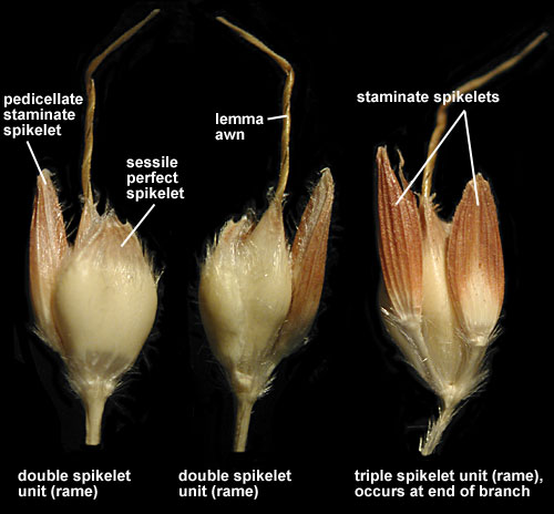 The two genera are in completely different parts of the key to Poaceae (Key C: Sorghum; and Key G: Panicum). You need to look closely (x10) at the spikelets: are they all alike (Panicum; left) or is there 1 fat one (bisexual) , and 1 or 2 thin ones (male/sterile, Sorghum; right)?