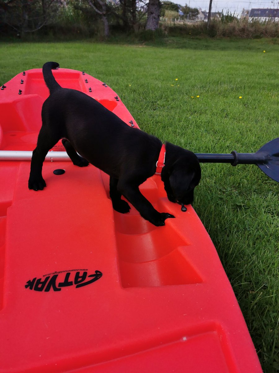 candleblone's tweet photo. Where can I get dog life jackets? We love getting out on the kayak so have to keep Tui safe ❤️🛶
#doglifejacket #kayakingdogs https://t.co/yfsT1KAId2