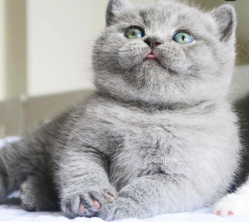 スナツキン 書き物仕事募集中 در توییتر 昨日友達が可愛い猫さんのスタンプ送ってくれてどハマりした グリフォンの子供のグリまるちゃんっていうんだって かわいい 超かわいい 顎とか短い脚とか超絶かわいい ブリティッシュショートヘアの赤ちゃんみたい 揉