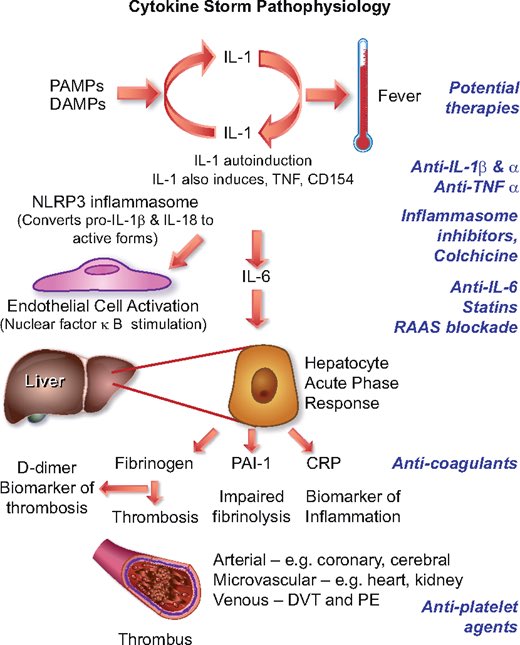 EchoSoliman's tweet image. #COVID-19 as an endothelial disease. An insightful viewpoint from Peter Libby and @TomLuscher 

academic.oup.com/eurheartj/arti…

#cardiotwitter #CardioEd