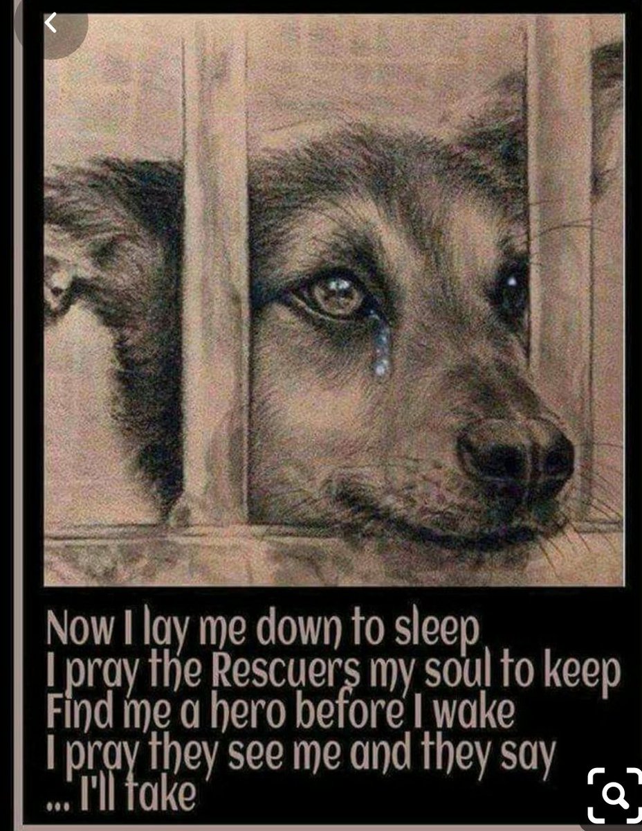 ColeenDanielson's tweet photo. Proof a life,pledges,fosters adopters,makes no difference. this #shelter is a #killfacility..Animals in this 'care center' will be a dead body, in a black bag,out the back door,into garbage cans,headed for the landfill..R.I.P poor babys.
#humanirresponsibility 
#humanapathy https://t.co/eFGtT03Eu7