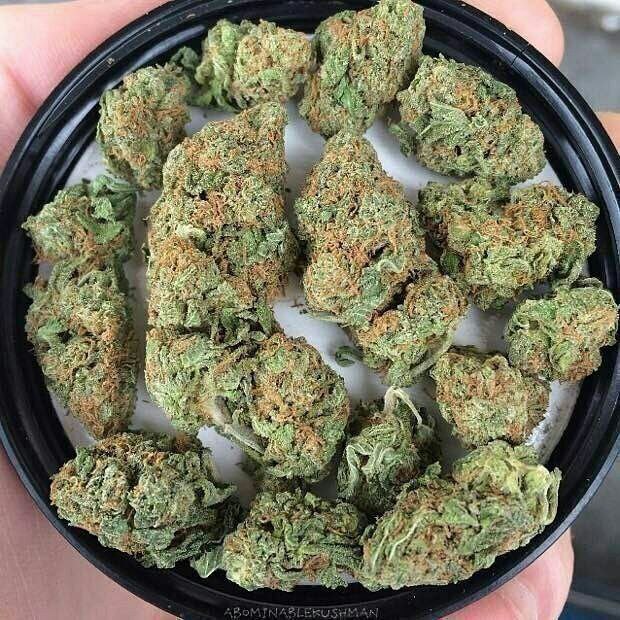 Weedfr18's tweet photo. Livraison discrète  watsap+33644686819 
wirck/billplug 

 #ParisPlages #france #equipedefrance #weed #beuh #shit #cocaine #drogue #Paris #Nantes #Toulouse #bordeaux #Nice06 #Marseille #Rennes #Lorient #Quimper #Strasbourg #Lille #Cherbourg #Avignon #France2 #paris #Dijon #Paris https://t.co/6MOAU6GEjA