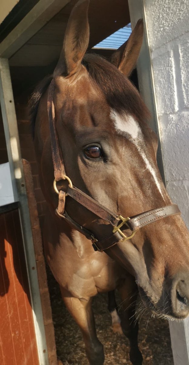 DavidPipeRacing's tweet photo. 2 runners @FontwellPark today 2.45 Highlander Madrik @tommyscu &amp; 3.50 Buster Edwards (picture, thank you @Gemma_humphreyX) with David Noonan on board #fingerscrossed https://t.co/X4hk9DmxUf
