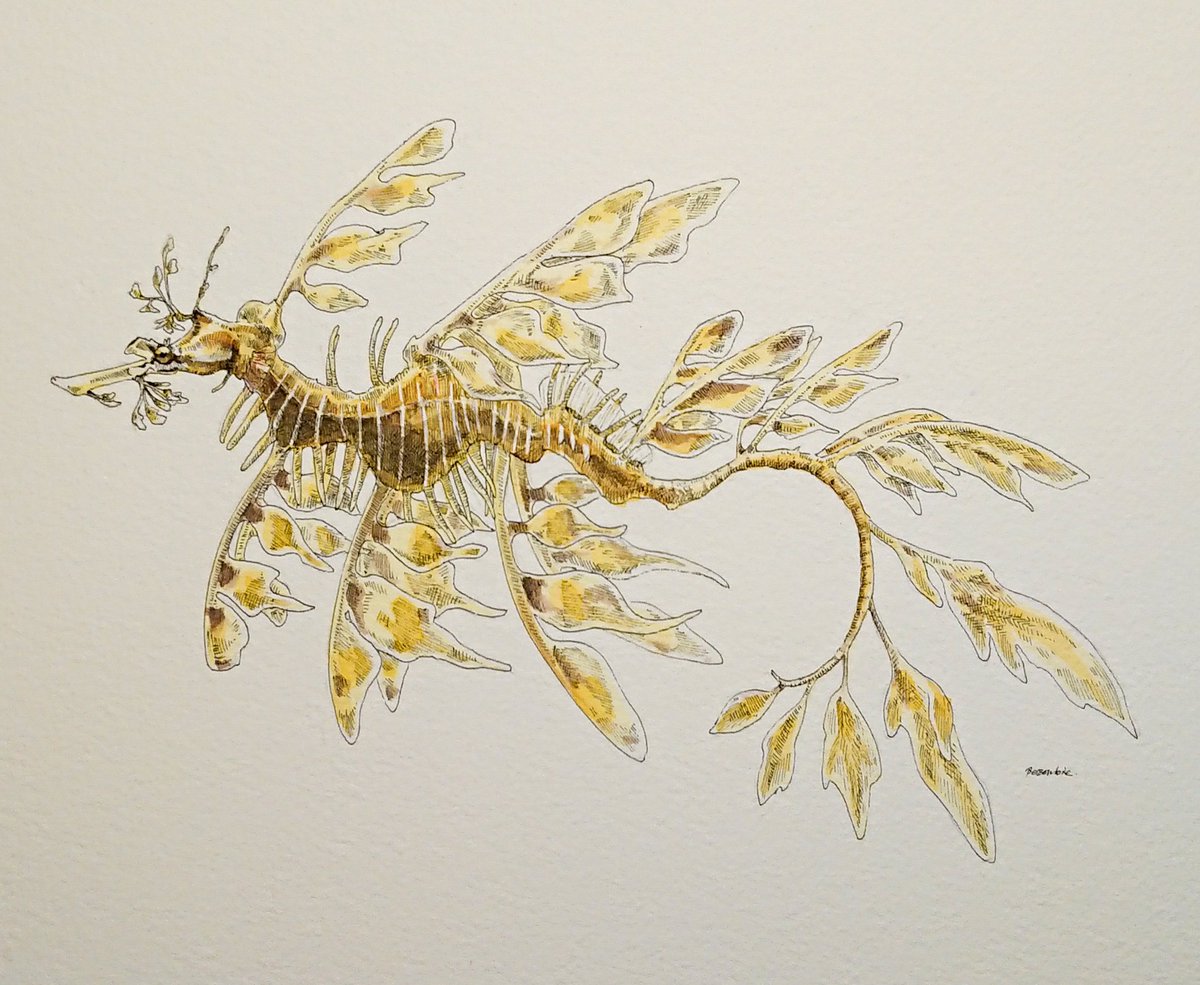 Twitter 上的 石本巧 ひと月絵を描いてなかったので ささっとリハビリにリーフィーシードラゴン描いてみた 何故リハビリにこんな描きにくいモチーフ選んだ T Co Iekpce0bux Twitter