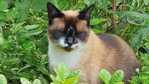 RuthyDoolittle's tweet photo. Blue the rescued Snowshoe Pussycat

After communicating with blue he said he felt anxious, had a tight throat and his heart was racing due to the number of people.

Blue’s holistic wellness assessment highlighted a few tweaks. Read his success story here https://t.co/6JsVighHsG https://t.co/0vbuDcpYqq