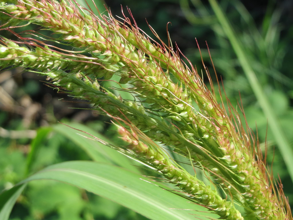 The late-season alien grasses are beginning to show themselves. The best place to look for them is in the vicinity of bird-feeders; their seeds are often imported as contaminants of bird-food.