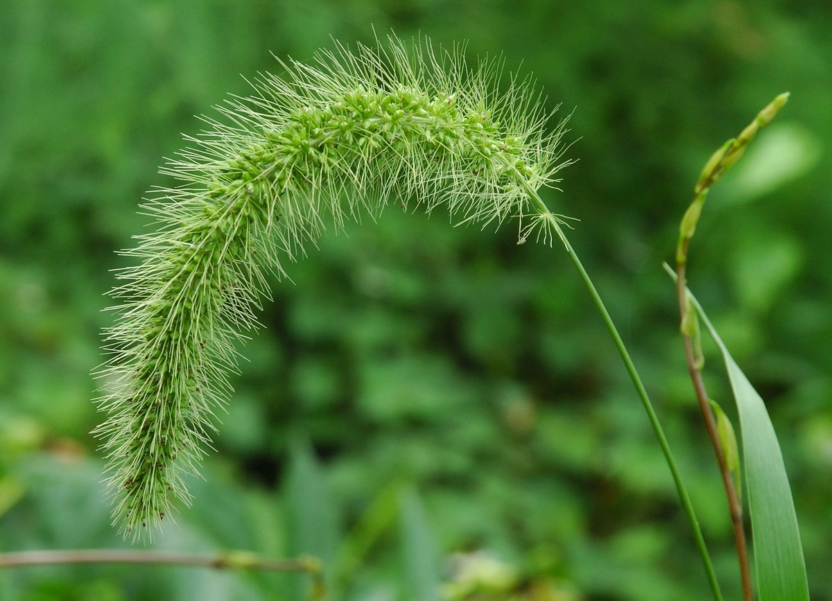 The late-season alien grasses are beginning to show themselves. The best place to look for them is in the vicinity of bird-feeders; their seeds are often imported as contaminants of bird-food.