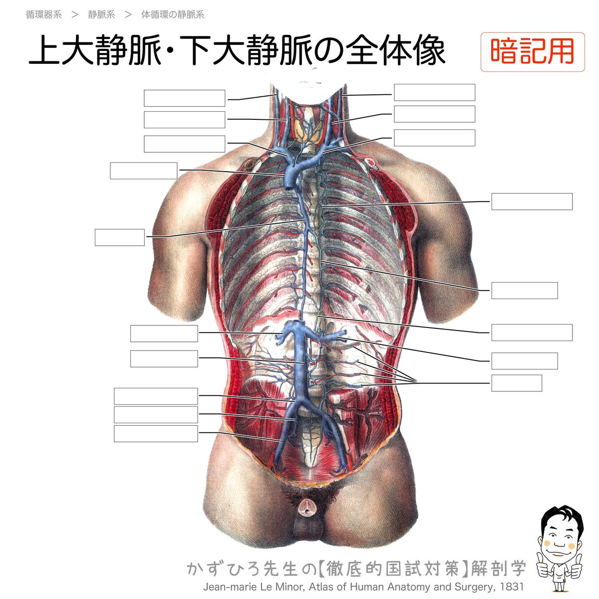 公式半額 Anatomy（解剖学）～海外医学部を６年で卒業プロジェクト ...