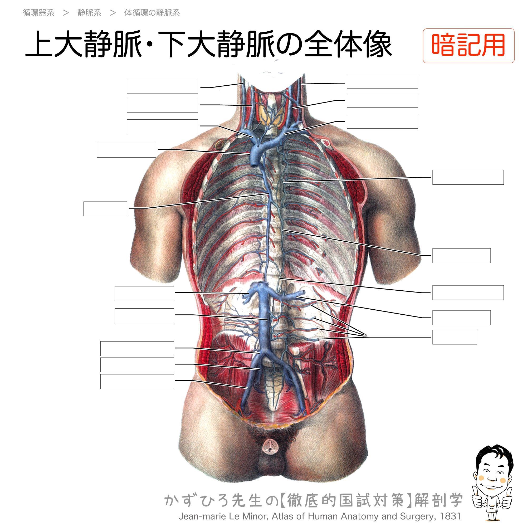 黒澤一弘（かずひろ）解剖学IT教育・指圧師・ラダック on X