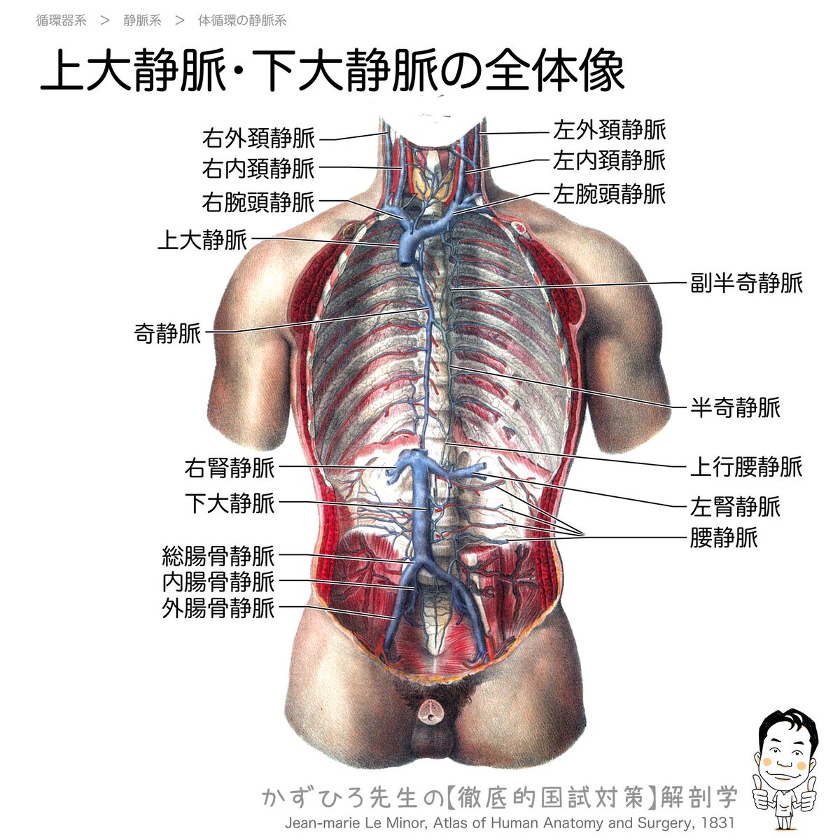 実習解剖学　絶版 Amazon.co.jp: 実習解剖学 : 山田 致知, 萬年 甫: 本