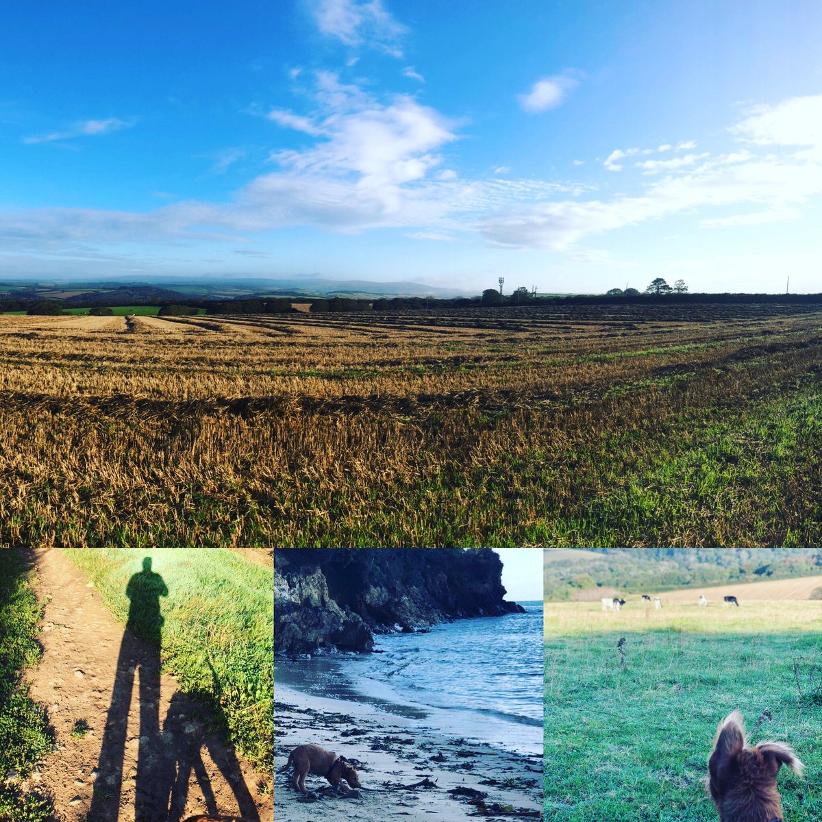 A very British early Sunday morning walk down near my Dad’s in Devon. Letting the wifey sleep in. First field of cows for Seamus. #irishterrier #tentative